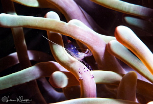 Sarasvati anemone shrimp in anemones/Photographed with a ... by Laurie Slawson 